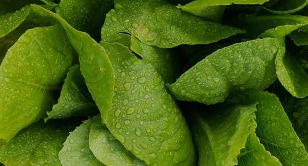 Lettuce